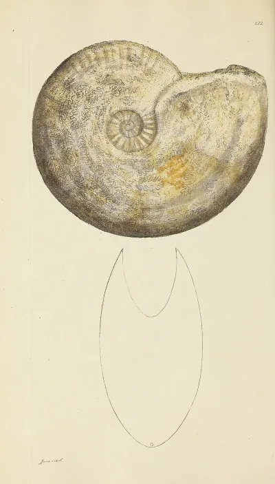 The Mineral Conchology Of Great Britain Pl 128