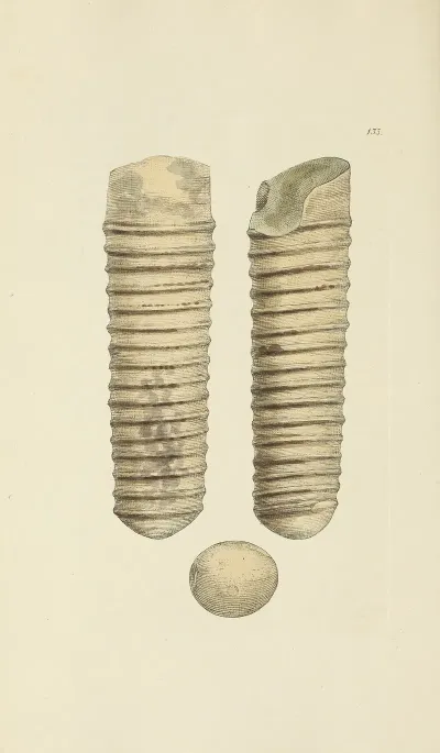 The Mineral Conchology Of Great Britain Pl 129
