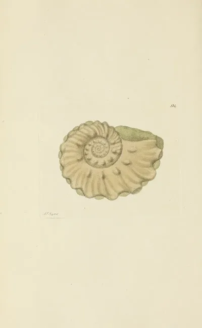 The Mineral Conchology Of Great Britain Pl 130