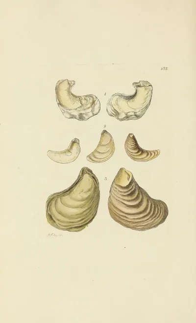 The Mineral Conchology Of Great Britain Pl 131