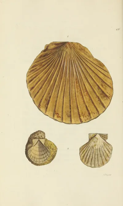 The Mineral Conchology Of Great Britain Pl 132