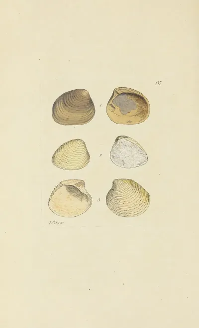 The Mineral Conchology Of Great Britain Pl 133