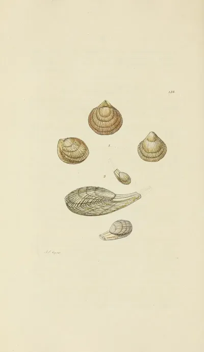 The Mineral Conchology Of Great Britain Pl 134