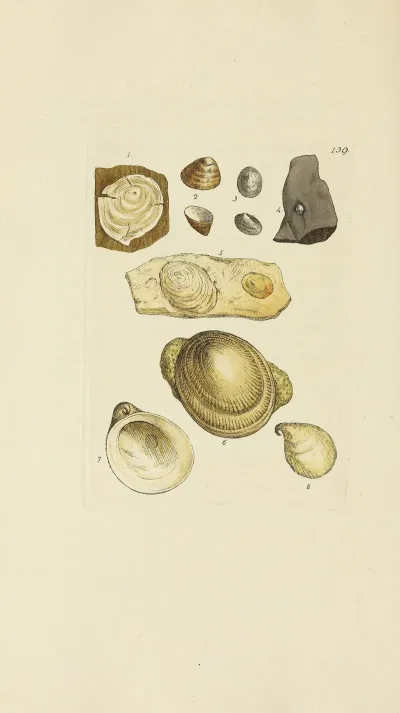 The Mineral Conchology Of Great Britain Pl 135