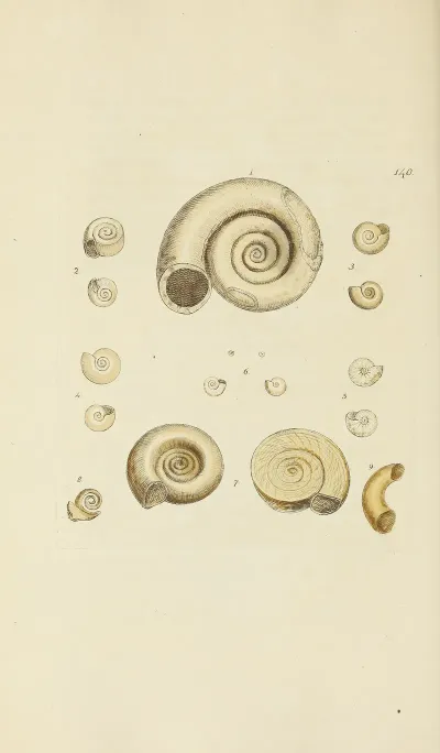 The Mineral Conchology Of Great Britain Pl 136