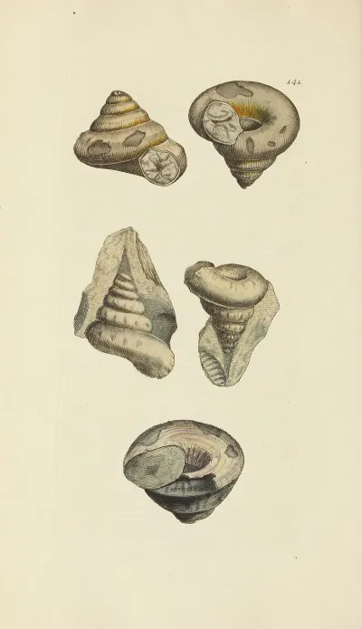The Mineral Conchology Of Great Britain Pl 137