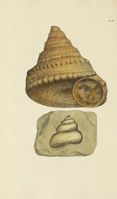 The Mineral Conchology Of Great Britain Pl 138