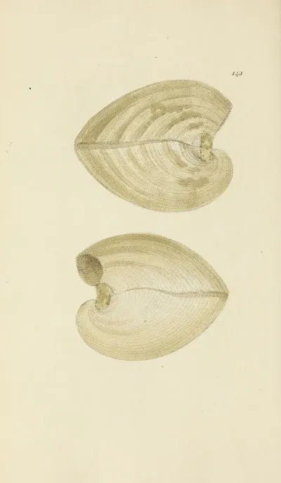 The Mineral Conchology Of Great Britain Pl 139