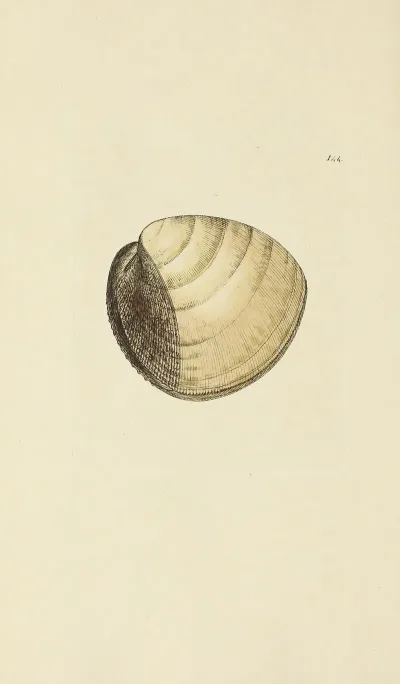 The Mineral Conchology Of Great Britain Pl 140