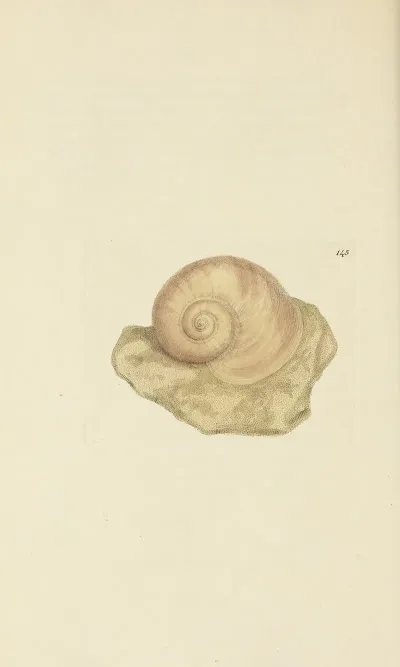 The Mineral Conchology Of Great Britain Pl 141