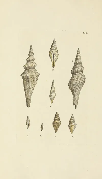The Mineral Conchology Of Great Britain Pl 142