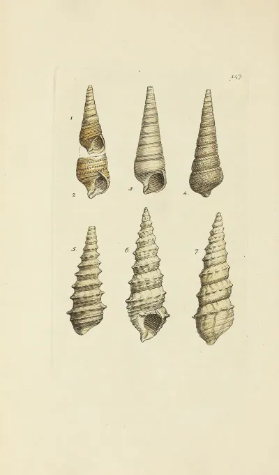 The Mineral Conchology Of Great Britain Pl 143