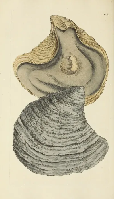 The Mineral Conchology Of Great Britain Pl 144