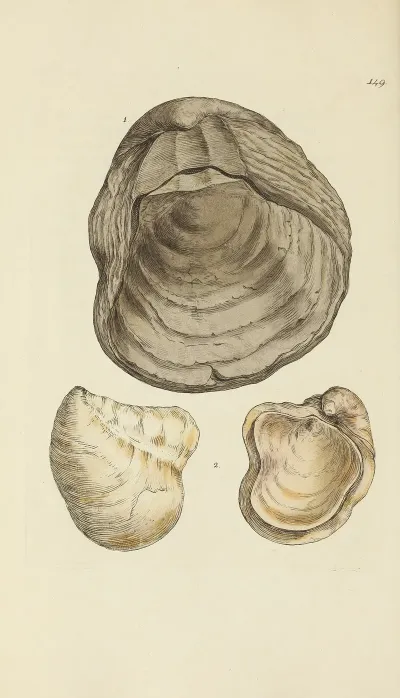 The Mineral Conchology Of Great Britain Pl 145