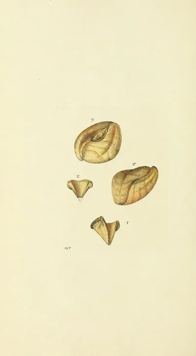 The Mineral Conchology Of Great Britain Pl 146