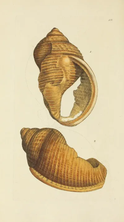 The Mineral Conchology Of Great Britain Pl 147