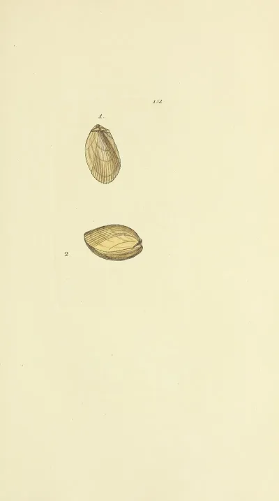 The Mineral Conchology Of Great Britain Pl 148