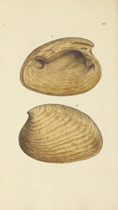 The Mineral Conchology Of Great Britain Pl 149
