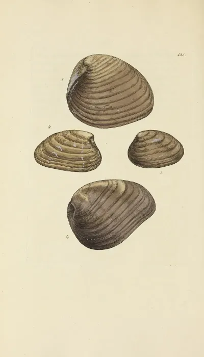 The Mineral Conchology Of Great Britain Pl 150