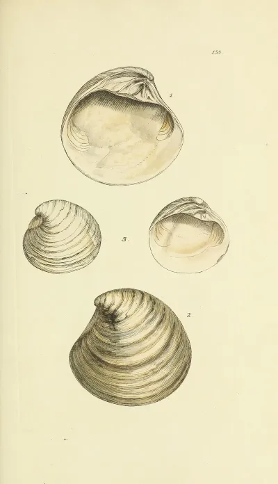 The Mineral Conchology Of Great Britain Pl 151