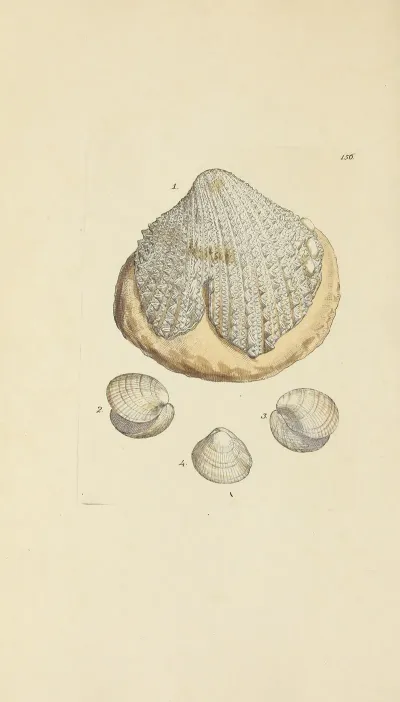 The Mineral Conchology Of Great Britain Pl 152