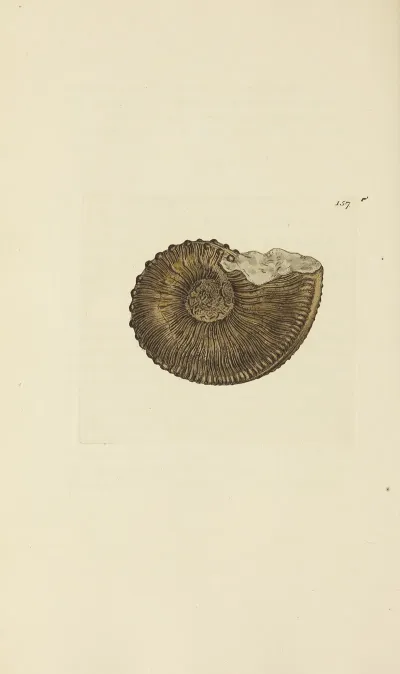 The Mineral Conchology Of Great Britain Pl 153