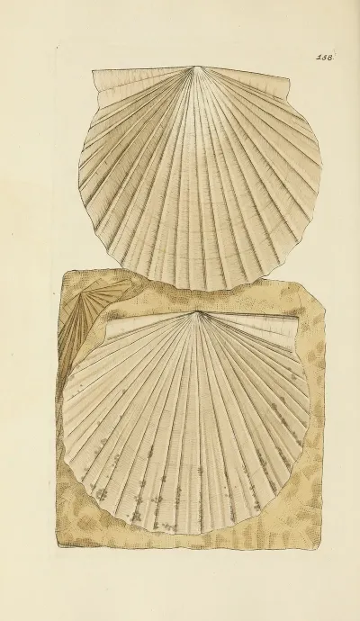 The Mineral Conchology Of Great Britain Pl 154