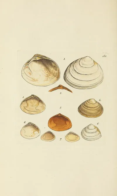 The Mineral Conchology Of Great Britain Pl 155