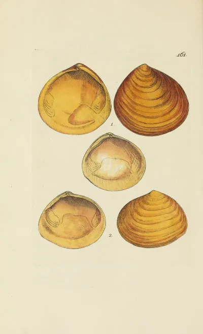 The Mineral Conchology Of Great Britain Pl 156