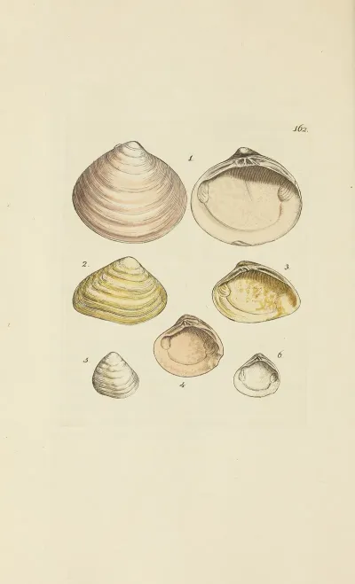 The Mineral Conchology Of Great Britain Pl 157