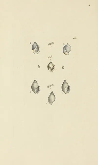 The Mineral Conchology Of Great Britain Pl 158