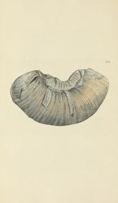 The Mineral Conchology Of Great Britain Pl 159