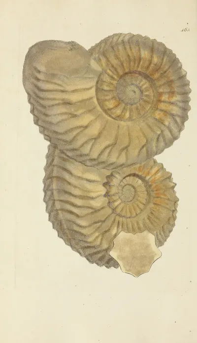 The Mineral Conchology Of Great Britain Pl 160