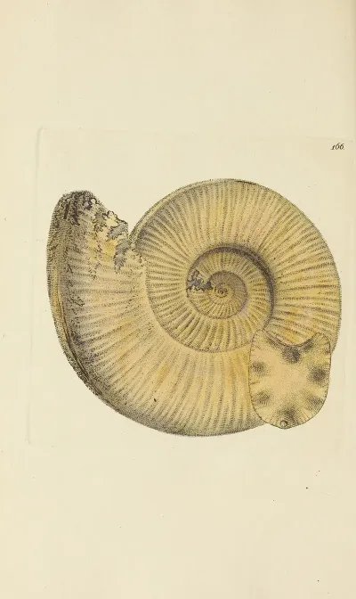 The Mineral Conchology Of Great Britain Pl 161