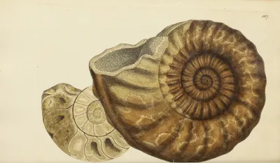 The Mineral Conchology Of Great Britain Pl 162