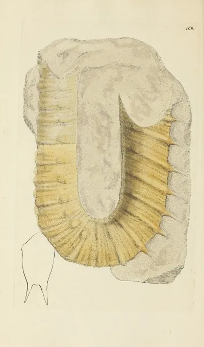 The Mineral Conchology Of Great Britain Pl 163