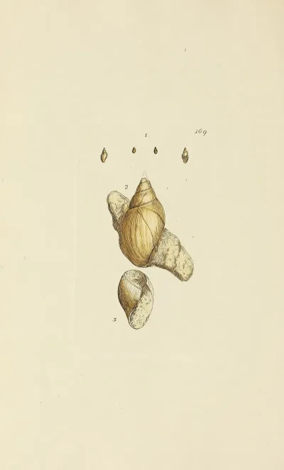 The Mineral Conchology Of Great Britain Pl 164