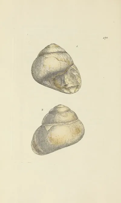 The Mineral Conchology Of Great Britain Pl 165