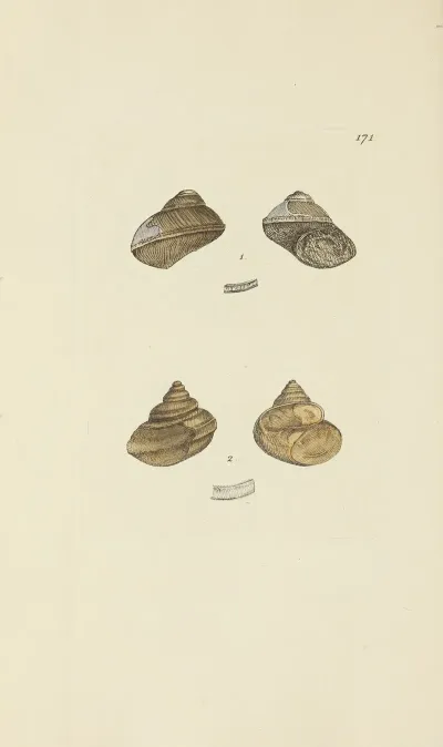 The Mineral Conchology Of Great Britain Pl 166