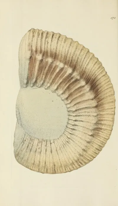 The Mineral Conchology Of Great Britain Pl 167