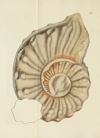 The Mineral Conchology Of Great Britain Pl 168