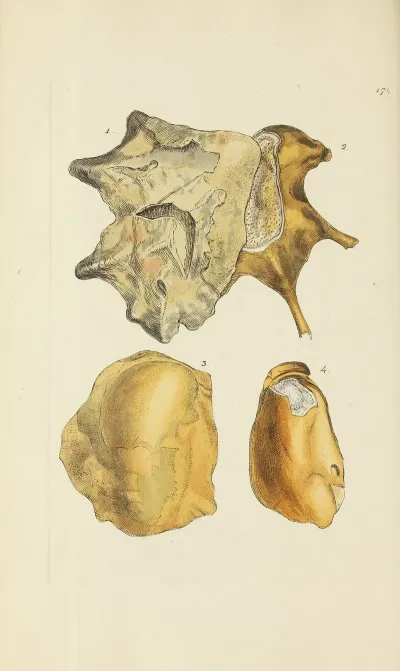 The Mineral Conchology Of Great Britain Pl 169