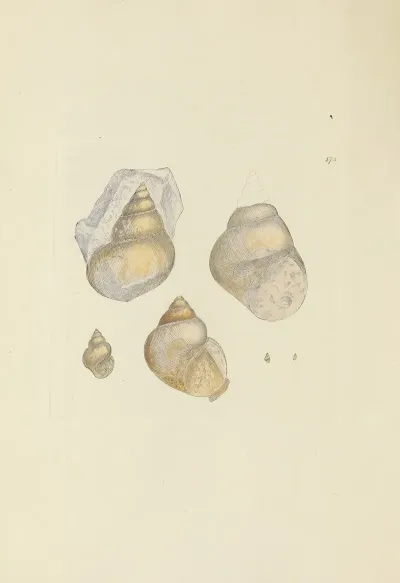 The Mineral Conchology Of Great Britain Pl 170