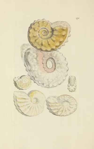 The Mineral Conchology Of Great Britain Pl 171