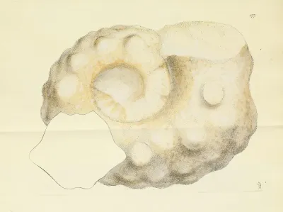 The Mineral Conchology Of Great Britain Pl 172
