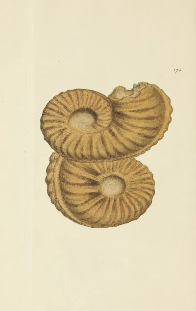 The Mineral Conchology Of Great Britain Pl 173