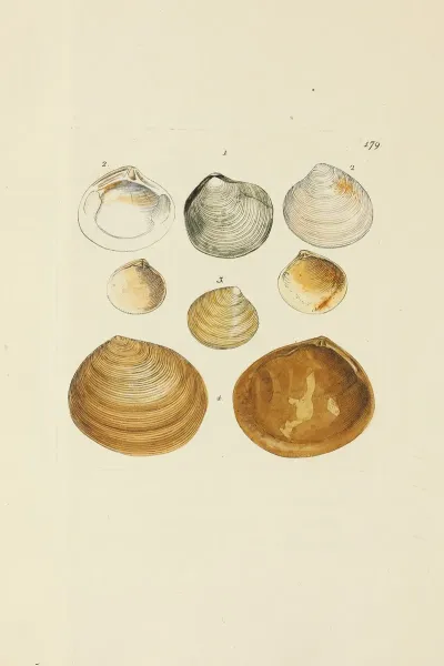 The Mineral Conchology Of Great Britain Pl 174