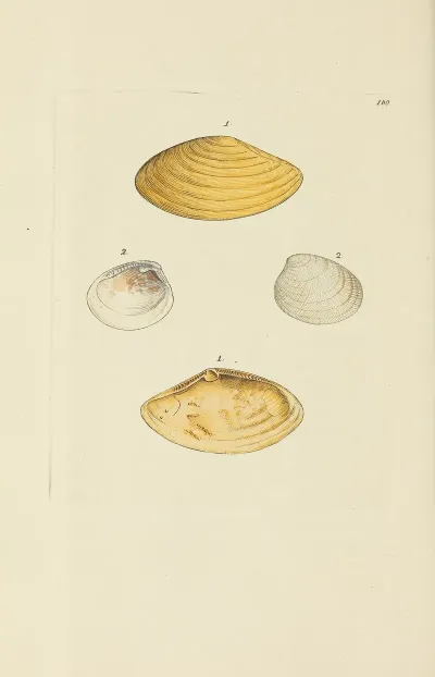 The Mineral Conchology Of Great Britain Pl 175