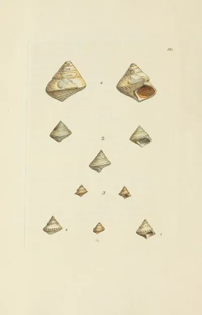 The Mineral Conchology Of Great Britain Pl 176