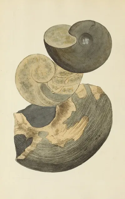 The Mineral Conchology Of Great Britain Pl 177